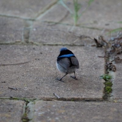 Malurus cyaneus (Superb Fairywren) at Murrumbateman, NSW - 1 Aug 2018 by SallyandPeter