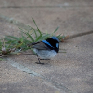 Malurus cyaneus at Murrumbateman, NSW - 1 Aug 2018