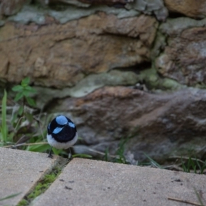 Malurus cyaneus at Murrumbateman, NSW - 1 Aug 2018