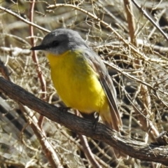 Eopsaltria australis (Eastern Yellow Robin) at ANBG - 1 Aug 2018 by RodDeb