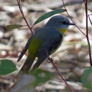 Eopsaltria australis at Acton, ACT - 1 Aug 2018