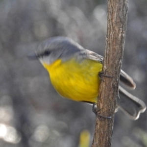 Eopsaltria australis at Acton, ACT - 1 Aug 2018