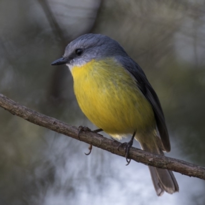 Eopsaltria australis (Eastern Yellow Robin) at ANBG - 1 Aug 2018 by Alison Milton