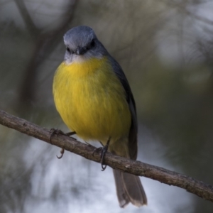 Eopsaltria australis at Acton, ACT - 1 Aug 2018