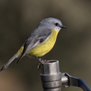 Eopsaltria australis at Acton, ACT - 1 Aug 2018