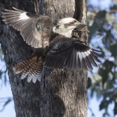 Dacelo novaeguineae (Laughing Kookaburra) at ANBG - 1 Aug 2018 by Alison Milton