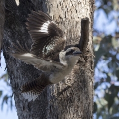 Dacelo novaeguineae at Acton, ACT - 1 Aug 2018 02:42 PM