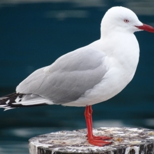 Chroicocephalus novaehollandiae at Batemans Marine Park - 28 Jul 2018 04:25 PM