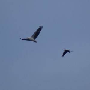 Haliaeetus leucogaster at Batemans Marine Park - 28 Jul 2018