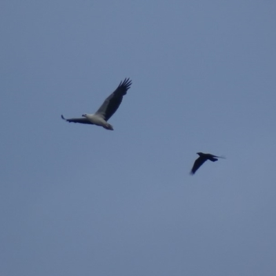 Haliaeetus leucogaster (White-bellied Sea-Eagle) at Batemans Marine Park - 28 Jul 2018 by roymcd