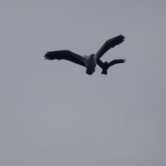 Haliaeetus leucogaster at Batemans Marine Park - 28 Jul 2018