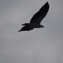 Haliaeetus leucogaster at Batemans Marine Park - 28 Jul 2018