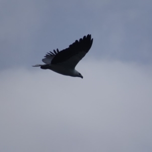 Haliaeetus leucogaster at Batemans Marine Park - 28 Jul 2018