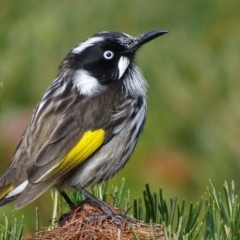 Phylidonyris novaehollandiae (New Holland Honeyeater) at Mogo State Forest - 29 Jul 2018 by roymcd