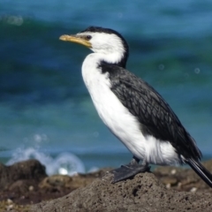 Microcarbo melanoleucos (Little Pied Cormorant) at Eurobodalla National Park - 30 Jul 2018 by roymcd