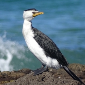 Microcarbo melanoleucos at Moruya Heads, NSW - 30 Jul 2018