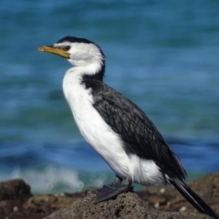 Microcarbo melanoleucos at Moruya Heads, NSW - 30 Jul 2018 01:50 PM