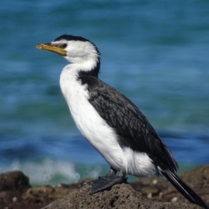 Microcarbo melanoleucos at Moruya Heads, NSW - 30 Jul 2018 01:50 PM