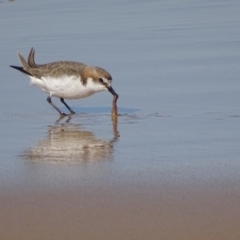 Anarhynchus ruficapillus (Red-capped Plover) at Moruya Heads, NSW - 30 Jul 2018 by roymcd