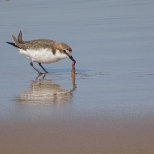 Anarhynchus ruficapillus at Moruya Heads, NSW - 30 Jul 2018