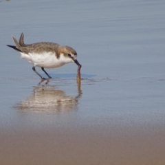 Charadrius ruficapillus (Red-capped Plover) at Eurobodalla National Park - 30 Jul 2018 by roymcd