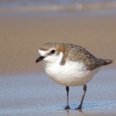 Anarhynchus ruficapillus at Moruya Heads, NSW - 30 Jul 2018