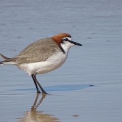 Anarhynchus ruficapillus at Moruya Heads, NSW - 30 Jul 2018