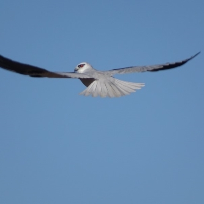 Elanus axillaris (Black-shouldered Kite) at Moruya, NSW - 30 Jul 2018 by roymcd