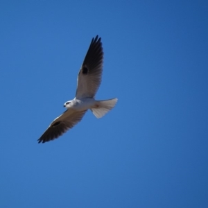 Elanus axillaris at Moruya, NSW - 30 Jul 2018 03:33 PM