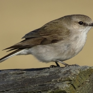 Microeca fascinans at undefined - 31 Jul 2018 12:00 AM