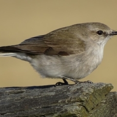 Microeca fascinans at undefined - 31 Jul 2018 12:00 AM