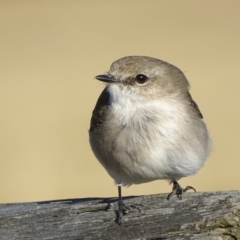 Microeca fascinans at undefined - 31 Jul 2018 12:00 AM