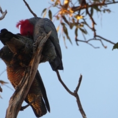 Callocephalon fimbriatum (Gang-gang Cockatoo) at GG174 - 1 Aug 2018 by JackyF