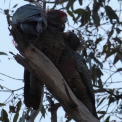 Callocephalon fimbriatum at Hughes, ACT - suppressed