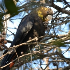 Calyptorhynchus lathami lathami (Glossy Black-Cockatoo) at Undefined - 29 Jul 2018 by Jorj