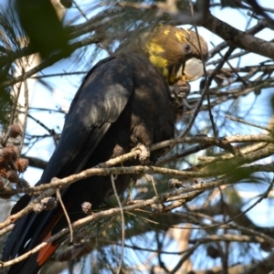 Calyptorhynchus lathami lathami at undefined - 30 Jul 2018