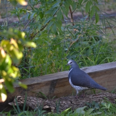 Leucosarcia melanoleuca (Wonga Pigeon) at Undefined - 28 Jul 2018 by Jorj