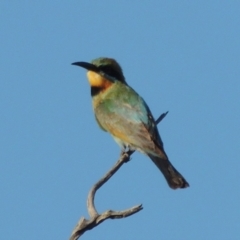 Merops ornatus (Rainbow Bee-eater) at Paddys River, ACT - 2 Jan 2018 by michaelb