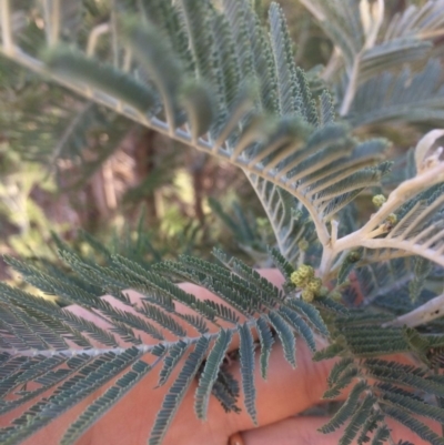 Acacia dealbata (Silver Wattle) at Burra, NSW - 21 Jul 2018 by alex_watt