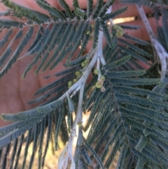 Acacia dealbata at Burra, NSW - 21 Jul 2018 01:49 PM