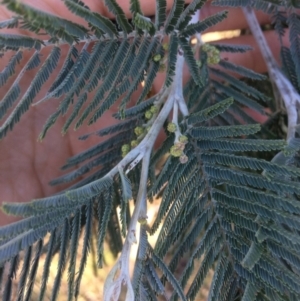 Acacia dealbata at Burra, NSW - 21 Jul 2018