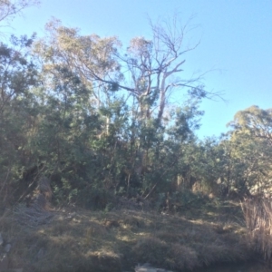 Acacia dealbata at Burra, NSW - 21 Jul 2018