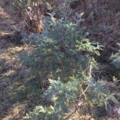 Acacia dealbata at Burra, NSW - 21 Jul 2018 01:49 PM