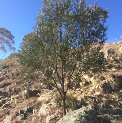 Acacia dealbata (Silver Wattle) at Googong Foreshore - 21 Jul 2018 by alex_watt