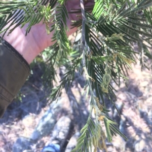 Acacia dealbata at Googong Foreshore - 21 Jul 2018