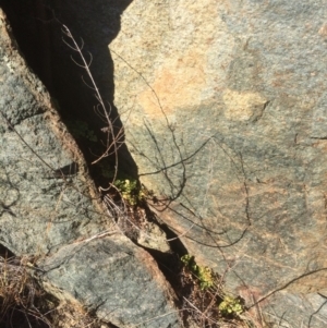 Adiantum aethiopicum at Burra, NSW - 21 Jul 2018