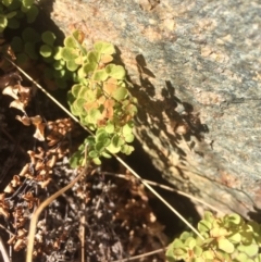 Adiantum aethiopicum at Burra, NSW - 21 Jul 2018