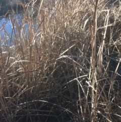 Typha sp. (Cumbungi) at Googong Foreshore - 21 Jul 2018 by alexwatt