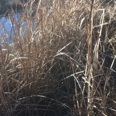 Typha sp. (Cumbungi) at Googong Foreshore - 21 Jul 2018 by alexwatt