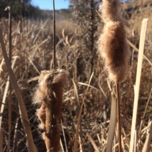 Typha sp. at Googong Foreshore - 21 Jul 2018 02:29 PM